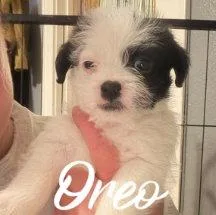 A baby small-sized male Boston Terrier dog named Oreo for adoption in Grafton, WI