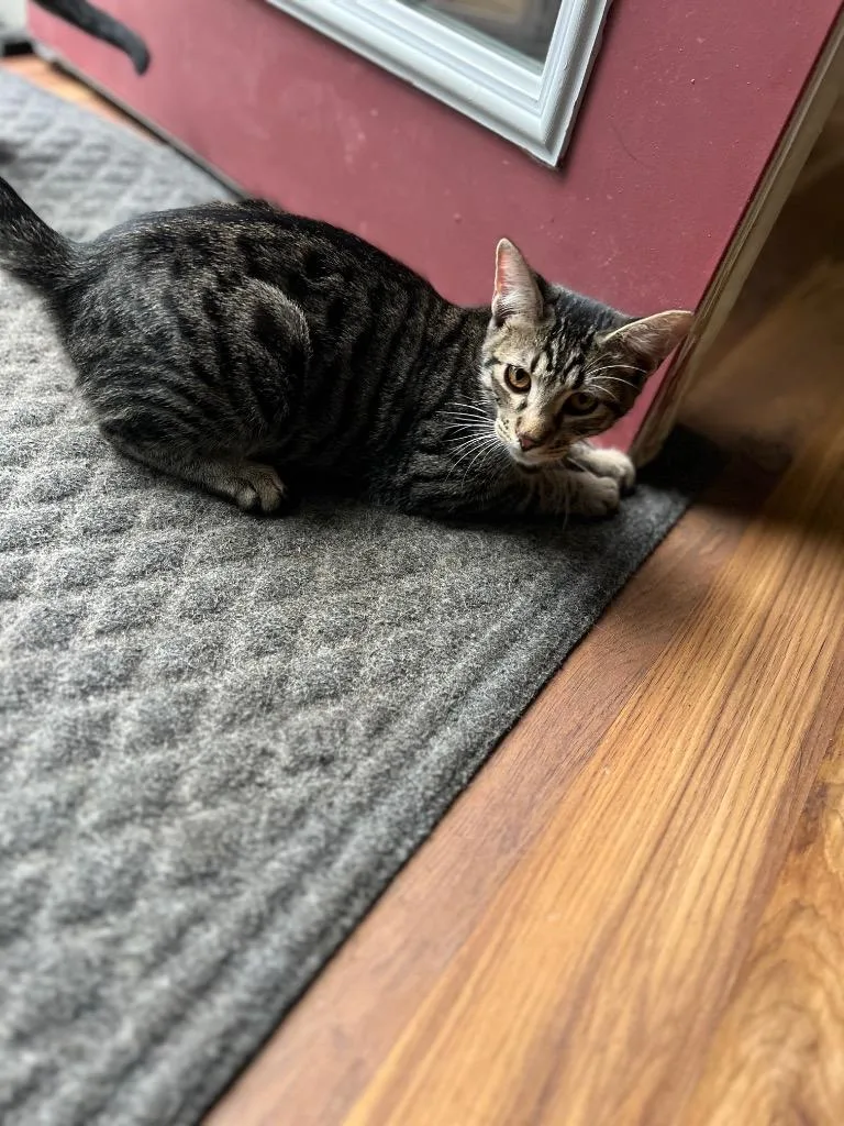 A baby small-sized male Domestic Short Hair cat named Gumbo for adoption in Gorham, ME