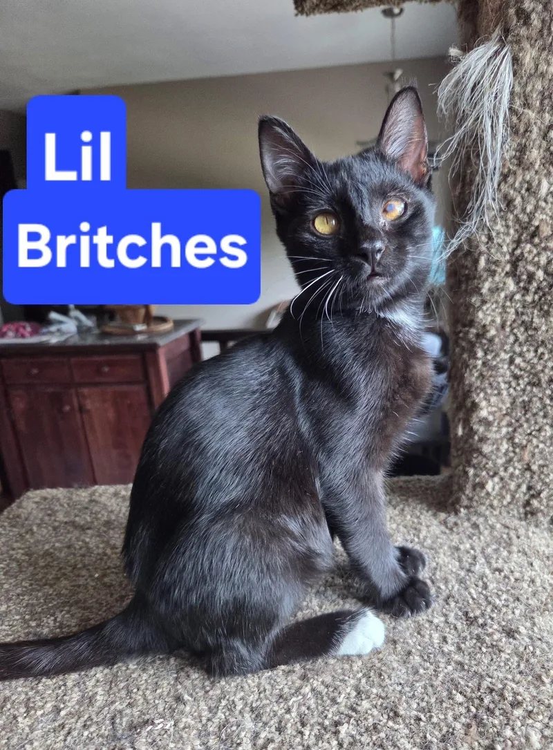 Lil Britches thumbnail 5