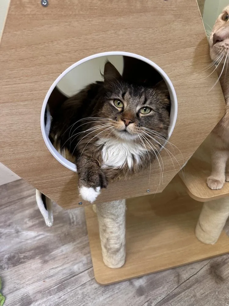A young medium-sized male Brown / Chocolate Domestic Long Hair cat named Burr for adoption in Greensburg, PA
