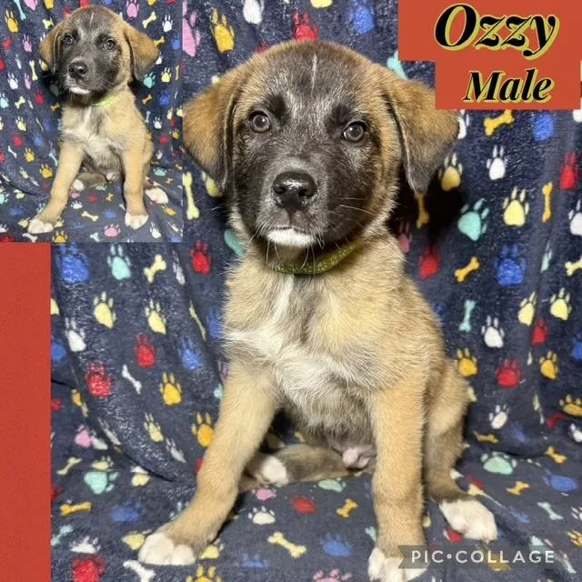 Ozzy