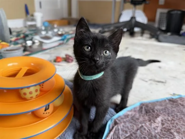 A baby small-sized female Domestic Short Hair cat named Gracie for adoption in Santa Clara, CA
