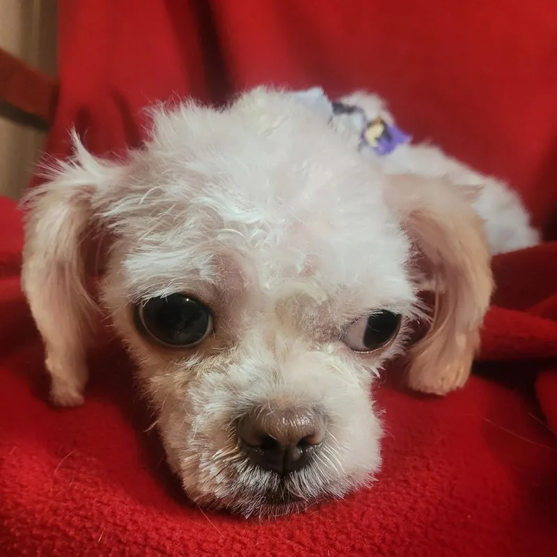 An adult small-sized female White / Cream Miniature Poodle dog named Louise for adoption in Santa Fe, TX