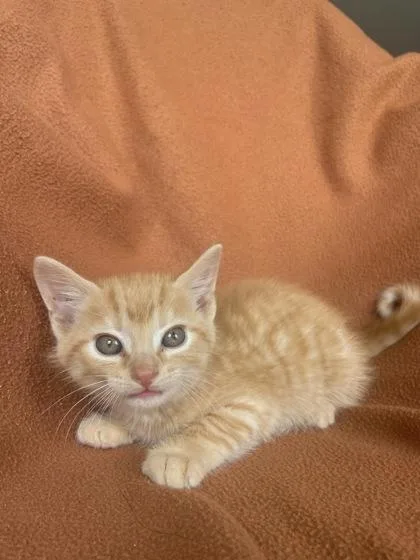 An adult small-sized male Domestic Short Hair cat named Purex for adoption in Columbus, IN