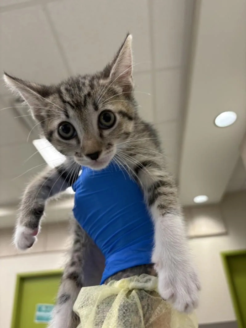 A baby small-sized male Domestic Short Hair cat named Mulberry for adoption in Las Vegas, NV