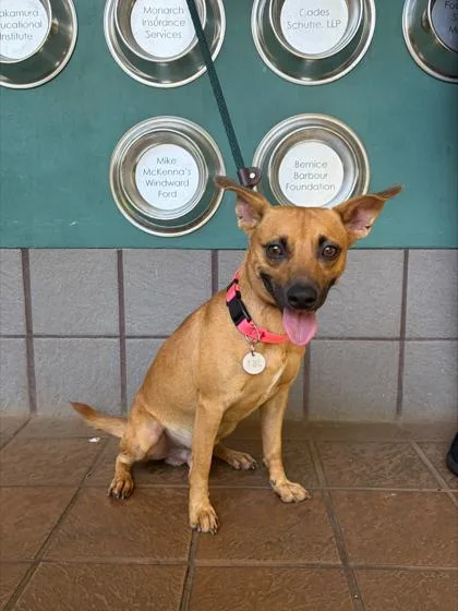 An adult medium-sized male Terrier dog named Fred for adoption in Honolulu, HI
