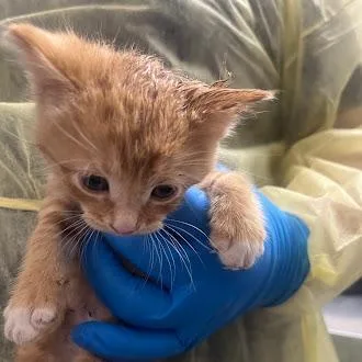 A baby small-sized male Domestic Short Hair cat named Mike for adoption in Las Vegas, NV
