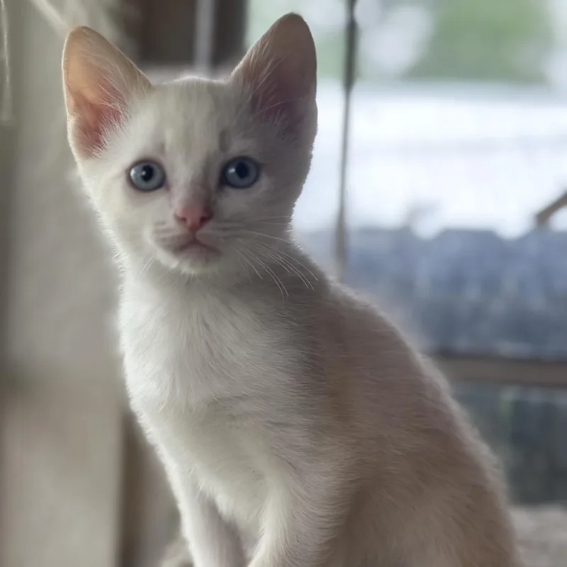 Stewie