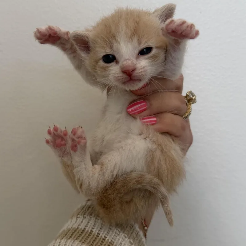 A baby medium-sized male Cream / Ivory Domestic Short Hair cat named Chicco for adoption in Chattanooga, TN