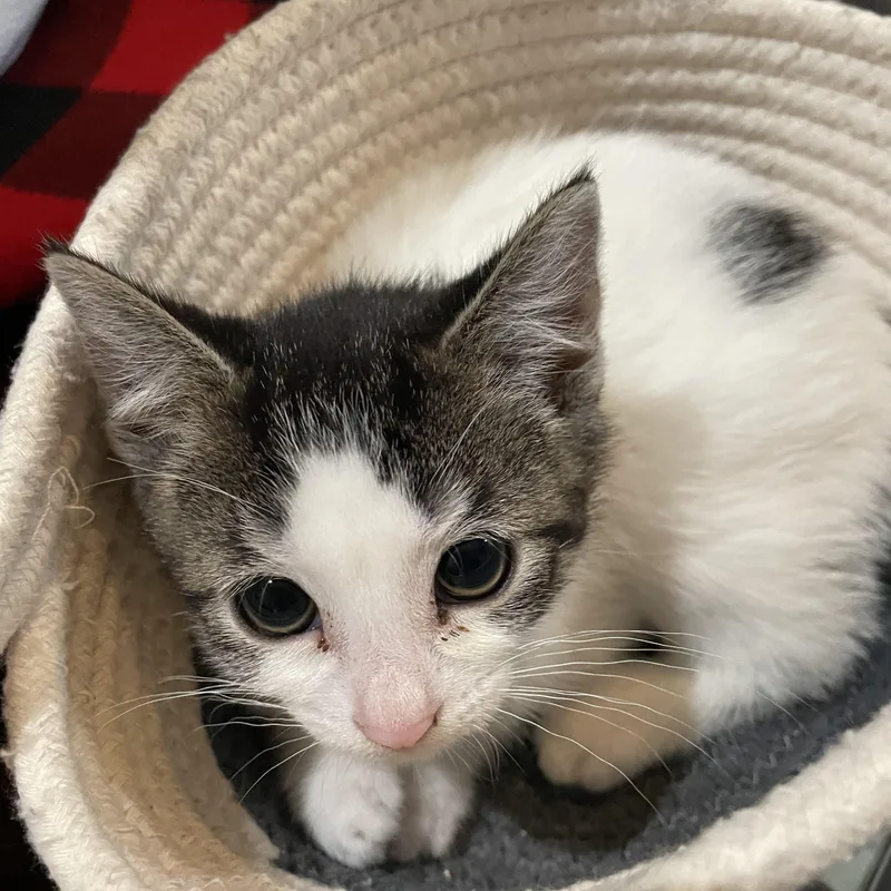 A baby medium-sized female White Domestic Short Hair cat named Moo Moo for adoption in Haddon Heights, NJ