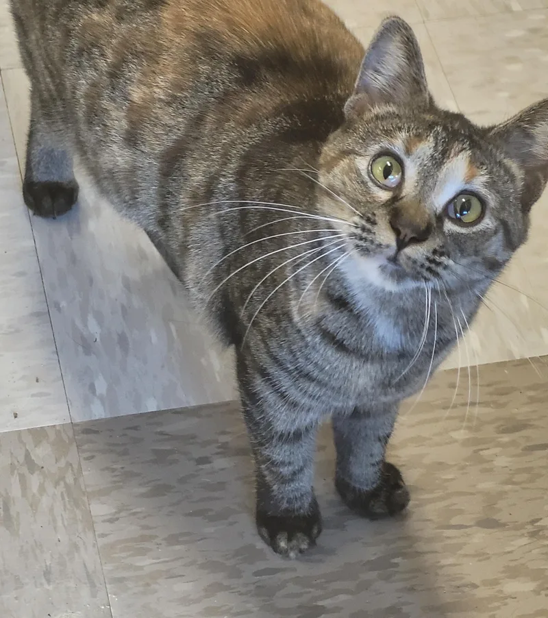 A baby medium-sized female Torbie Domestic Short Hair cat named Penny for adoption in Shelbyville, TN