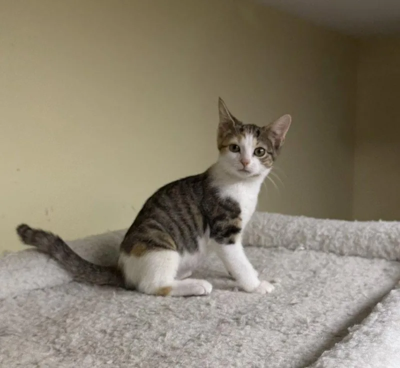 A baby medium-sized female Domestic Short Hair cat named Gretel for adoption in Broomall, PA