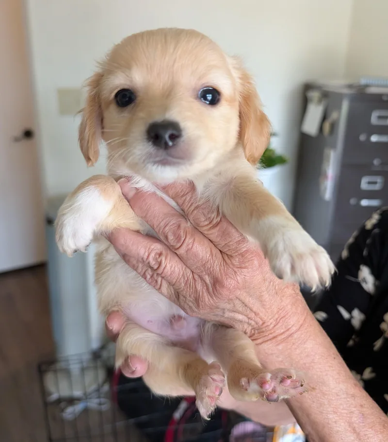 Tofu Puppy