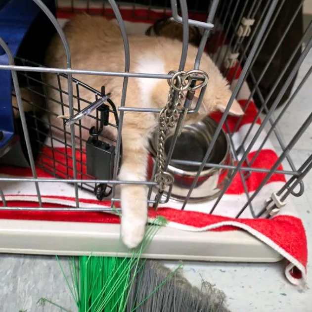 Captain Cranky thumbnail 4