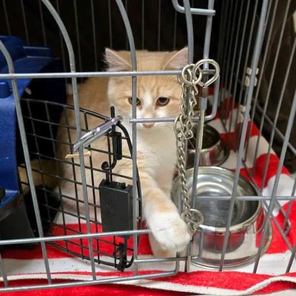 Captain Cranky thumbnail 6