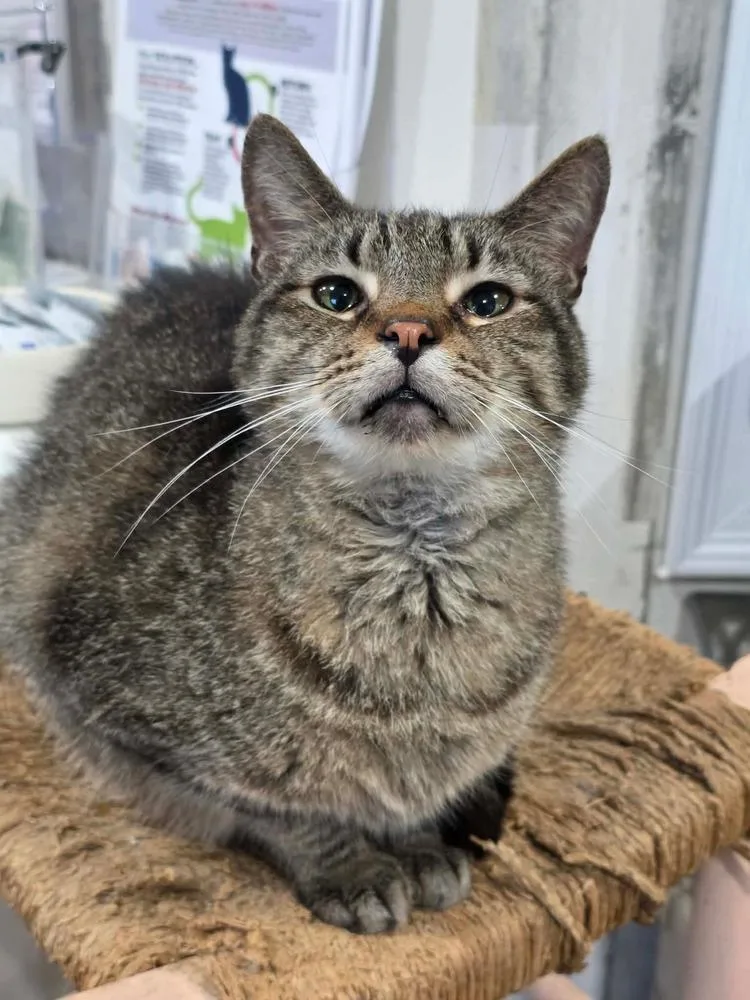 An adult large-sized male Gray / Blue / Silver Domestic Short Hair cat named Tiger Joe for adoption in Lewisburg, TN