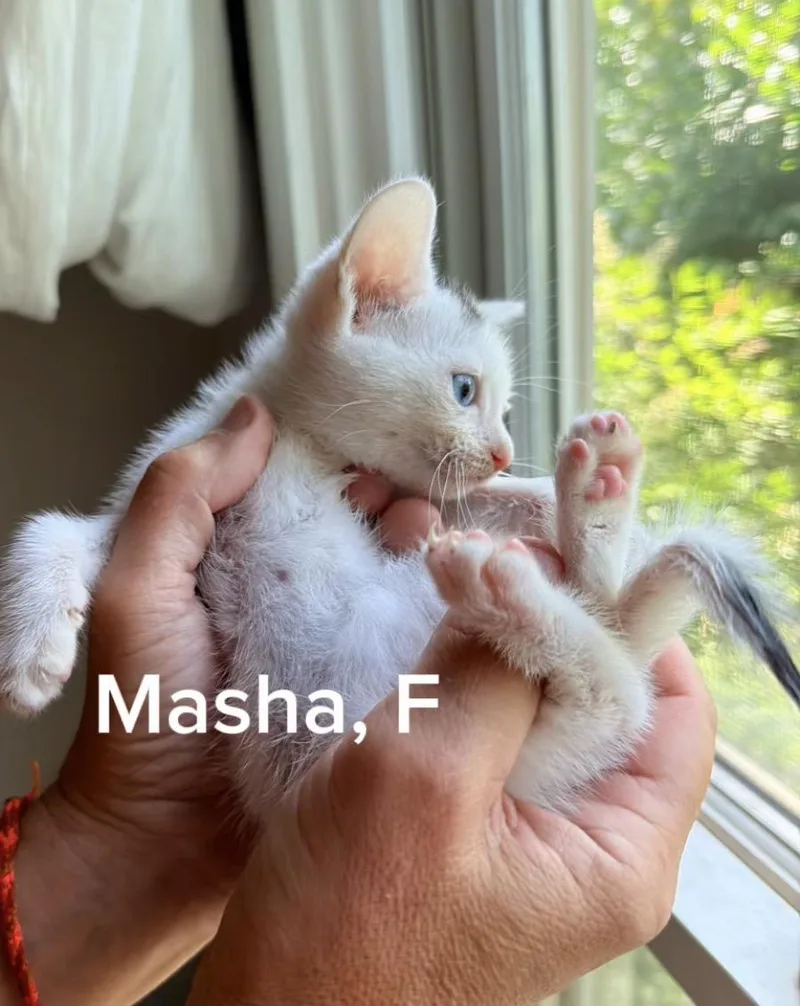 A baby small-sized female White Domestic Short Hair cat named Masha for adoption in Shrewsbury, MA