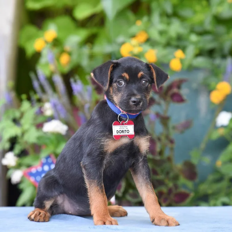A baby small-sized female Black Terrier dog named Dorito for adoption in Wake Forest, NC