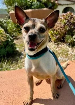 An adult small-sized female White / Cream Chihuahua dog named Evie for adoption in Santa Paula, CA