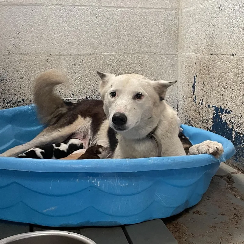 An adult large-sized female White / Cream Shepherd dog named Haizley for adoption in Edinburg, TX