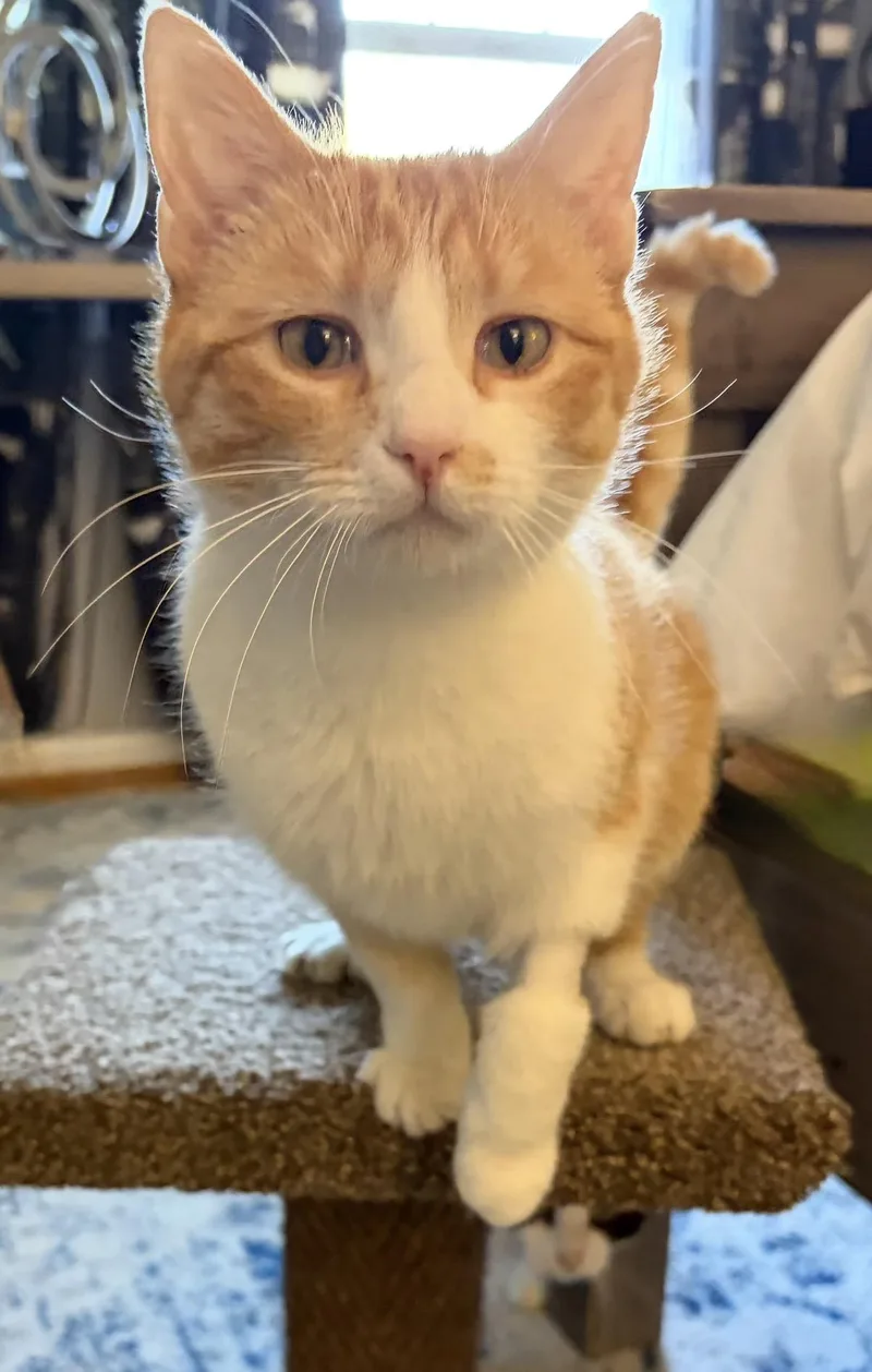 A young medium-sized female Orange & White Domestic Short Hair cat named Daisy for adoption in Nashville, TN