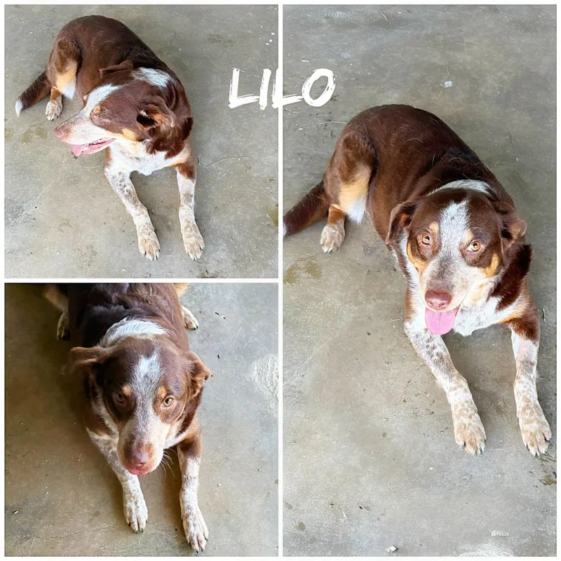 An adult medium-sized female Brown / Chocolate Australian Shepherd dog named Lilo for adoption in Saint James, MO