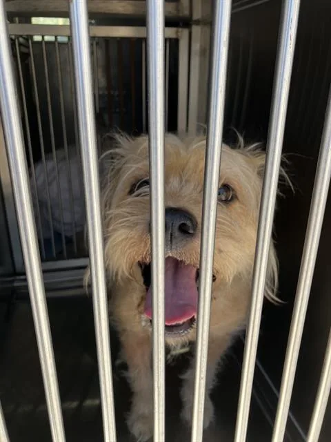 An adult small-sized female Mixed Breed dog named Khloe for adoption in Dallas, TX