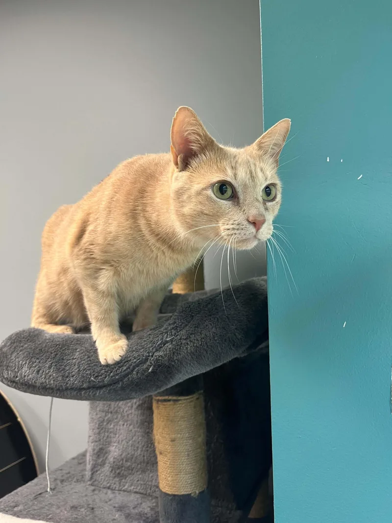 An adult medium-sized male Buff / Tan / Fawn Domestic Short Hair cat named Chippendale for adoption in Chambersburg, PA