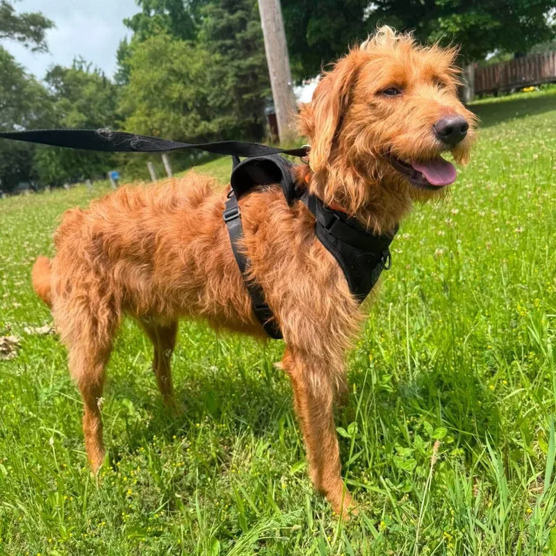 A young medium-sized male Labradoodle dog named Otis for adoption in Alma, MI