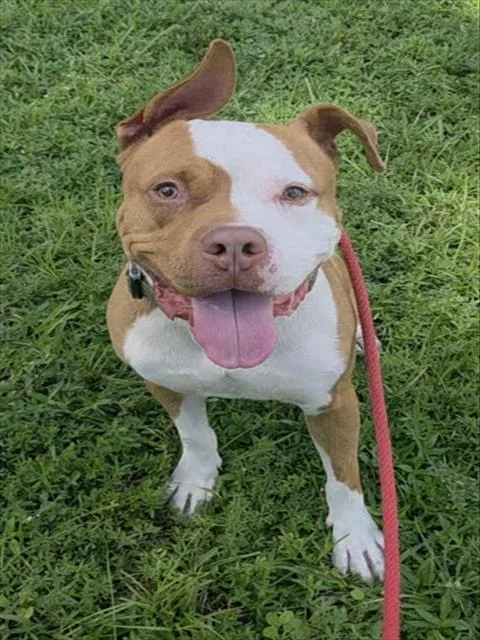 A young large-sized male American Staffordshire Terrier dog named Cheddar for adoption in Fort Lauderdale, FL