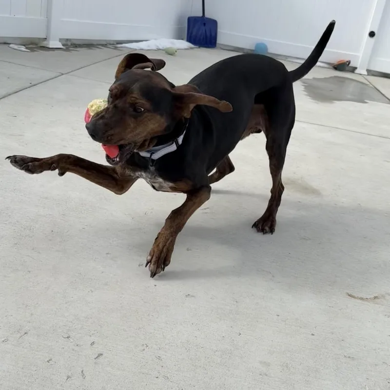 An adult medium-sized male Black Coonhound dog named Hank for adoption in Harrisonburg, VA