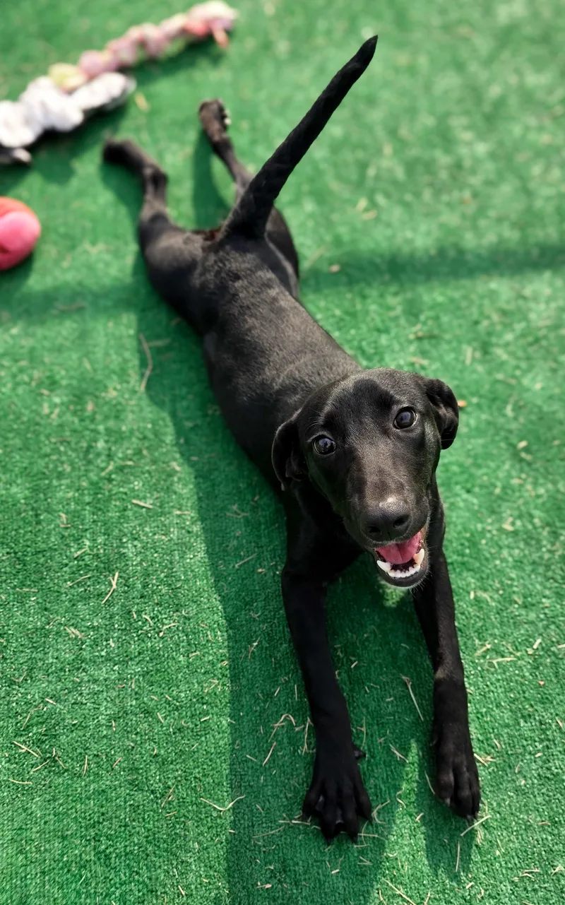 A baby medium-sized female Labrador Retriever dog named Druzy for adoption in Gainesville, TX