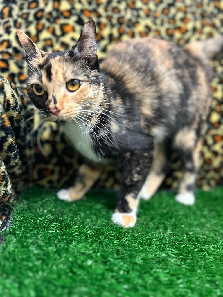 A young large-sized female Domestic Short Hair cat named Cinna for adoption in Little Elm, TX
