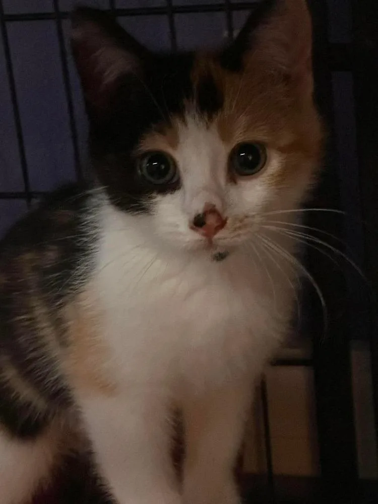 A baby small-sized female Black & White / Tuxedo Domestic Short Hair cat named Dahlia for adoption in Virginia Beach, VA