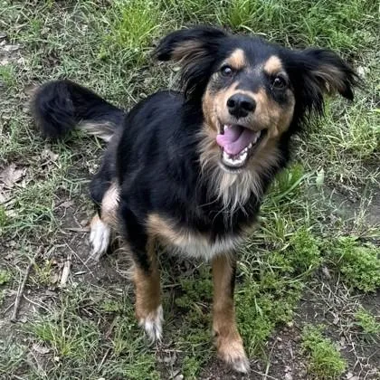 A young medium-sized female Dachshund dog named Lizzie+ for adoption in Elk Grove Village, IL