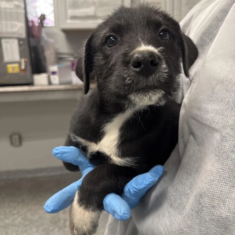 A baby small-sized male Black Mixed Breed dog named Joel for adoption in Greenville, SC