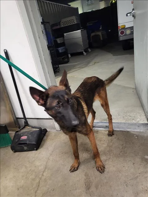 A young medium-sized male Belgian Shepherd / Malinois dog named Dopey for adoption in Van Nuys, CA