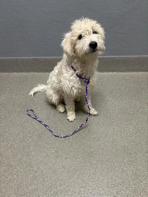 A young small-sized female Maltese dog named Sheepsies for adoption in Las Vegas, NV