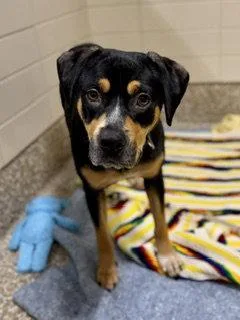 A senior large-sized female Black and Tan Coonhound dog named Eleanor for adoption in Clyde, NC