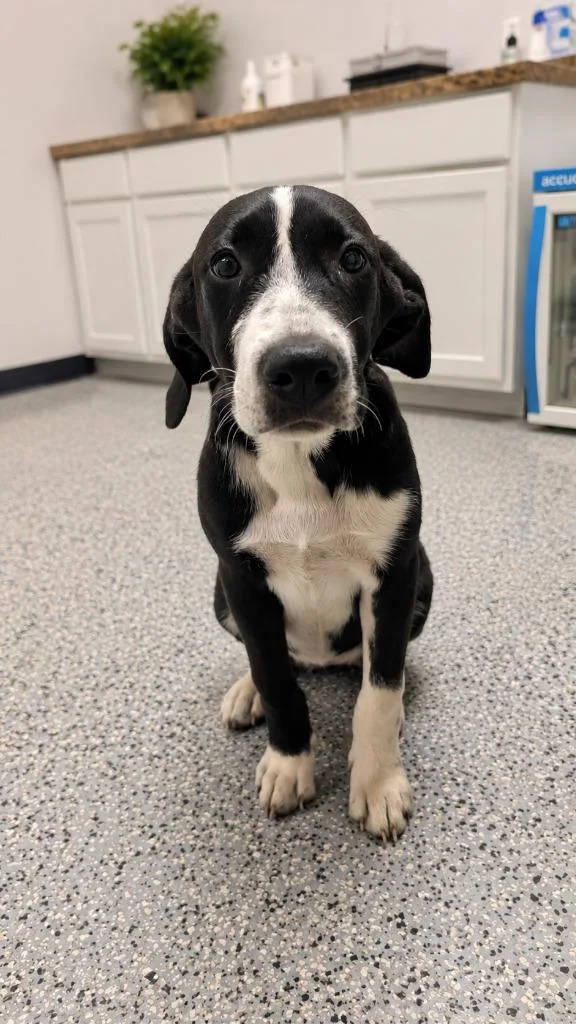 A baby medium-sized female Australian Shepherd dog named Sunshine for adoption in Seven Points, TX