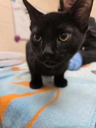 A baby small-sized male Domestic Short Hair cat named Ladders for adoption in Westland, MI
