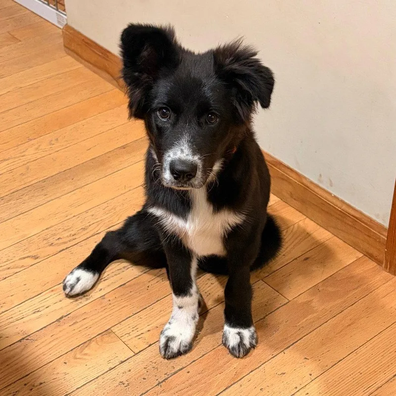 A baby large-sized female Border Collie dog named Rowdy for adoption in Bloomfield, CT