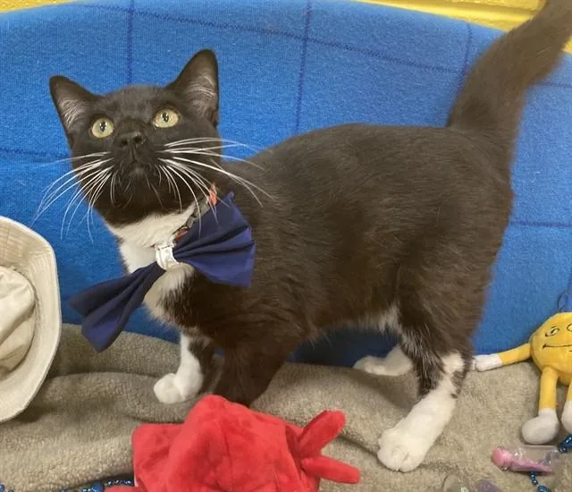 A young small-sized male Domestic Short Hair cat named Marvin for adoption in Upper Marlboro, MD