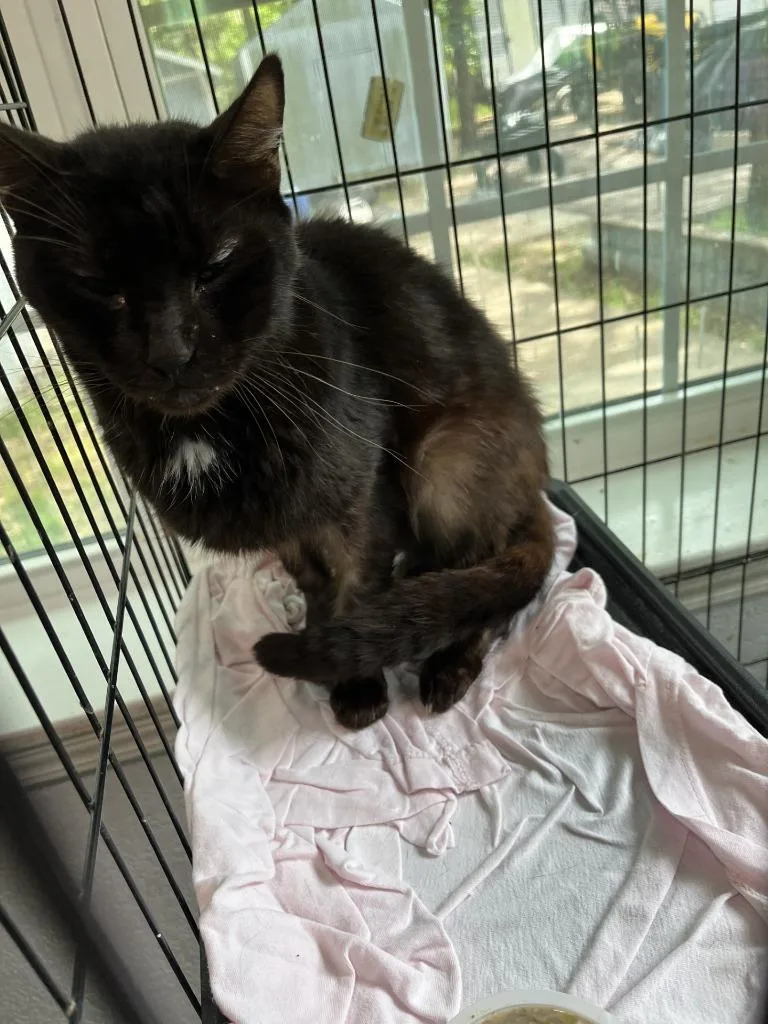 An adult medium-sized male Domestic Short Hair cat named Highway Harley for adoption in Richland Hills, TX