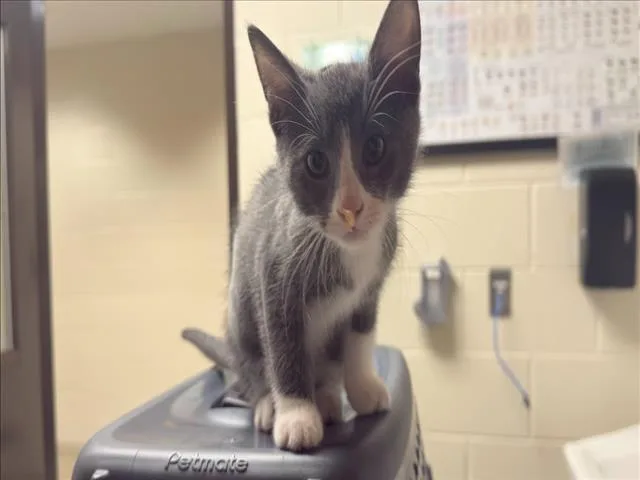 A baby small-sized male Domestic Short Hair cat named Cornifer for adoption in Chapel Hill, NC