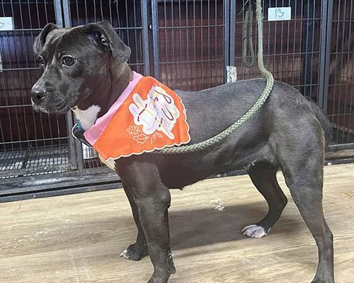 Sydney thumbnail 3