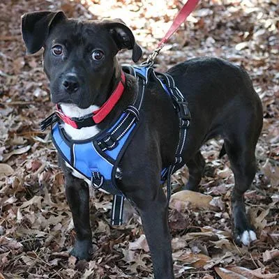 An adult medium-sized female Black Black Labrador Retriever dog named Sydney for adoption in Lake Wylie, SC
