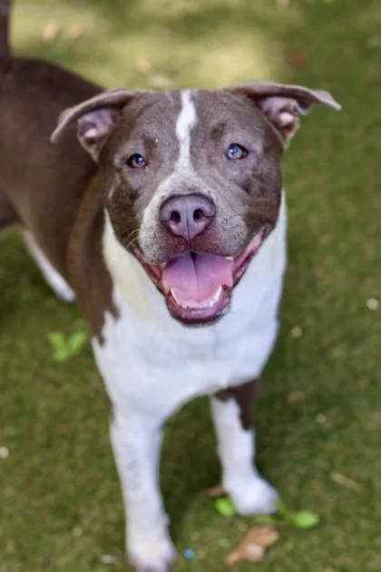 A young large-sized male Terrier dog named Fuji for adoption in Picayune, MS