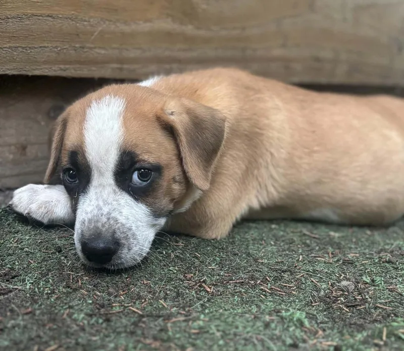A baby medium-sized male Boxer dog named Prince for adoption in Seven Points, TX