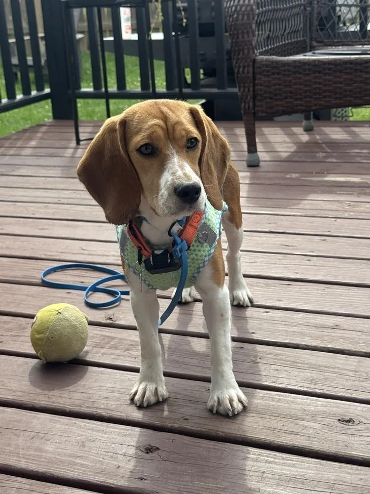 A young medium-sized female Beagle dog named Frankie Freegle for adoption in Waunakee, WI
